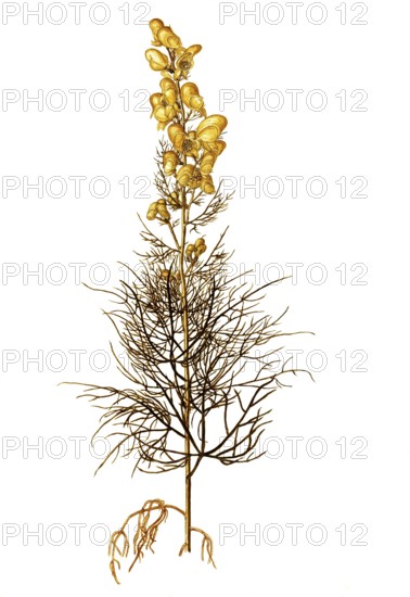Poison Monkshood, Yellow Monkshood, or Healing Wolfsbane, Aconitum anthora, Ranunculaceae, Illustration by Giovanni Antonio Bottione, watercolour, 1770-1781, Historic, digitally restored reproduction from a 19th century original, Record date not stated