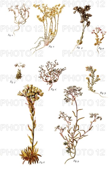 Stonecrop, 1, Dark Stonecrop, 2, Goldmoss Stonecrop, 3, Mountain Houseleek, 4, Thick-leaf Stonecrop, 5-6, Stonecrop, 7, Annual Stonecrop, 8, Sempervivium hirtum, 9, White stonecrop, Sedum album, Illustration by Francesco Peyrolery, watercolour, 1770, Historical, digitally restored reproduction from a 19th century original, Record date not stated