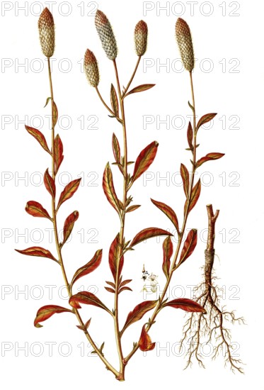 Silver cockscomb, Celosia argentea, Amaranthaceae, Illustration by Giovanni Antonio Bottione, watercolour, 1781-1802, Historical, digitally restored reproduction from a 19th century original, Record date not stated