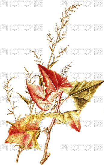 Gartenmelde, auch Garten-Melde, Spanischer Salat, Spanischer Spinat und Orache, Garden Orache or Mountain Spinach, Atriplex hortensis, Amaranthaceae, Illustration by Francesco Peyrolery, watercolour, 1755, Historic, digitally restored reproduction from a 19th century original, Record date not stated