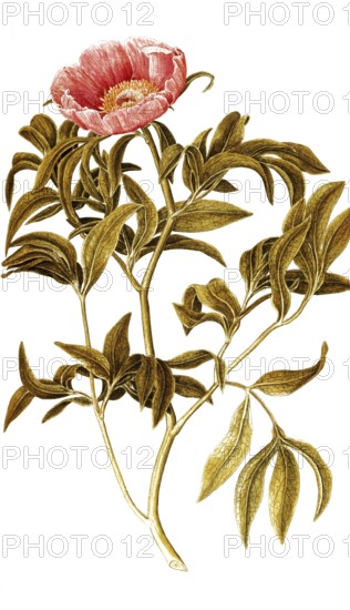Common Peony, Paeonia officinalis, Ranunculaceae, Illustration by Francesco Peyrolery, watercolour, 1753, Historical, digitally restored reproduction from a 19th century original, Record date not stated
