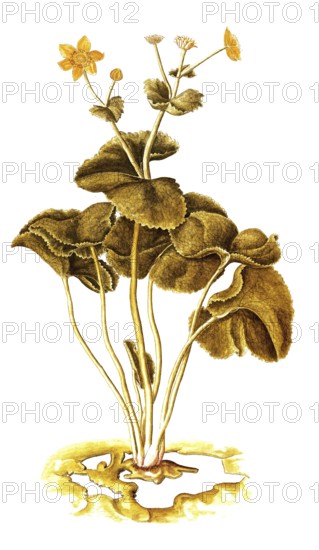Marsh Marigold, Kingcup, Caltha palustris, Ranunculaceae, Illustration by Francesco Peyrolery, watercolour, 1753, Historical, digitally restored reproduction from a 19th century original, Record date not stated