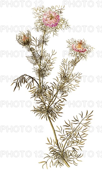 Maid in the Green, Black Cumin, Love-in-a-Mist or Devil-in-a-bush, Nigella damascena, Ranunculaceae, Illustration by Francesco Peyrolery, watercolour, 1753, Historic, digitally restored reproduction from a 19th century original, Record date not stated