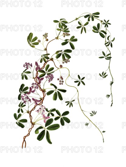 Akebia quinata, Chocolate Vine or Five-leaf Akebia, Achebia quinata Decne, Lardizabalaceae, Illustration by Maddalena Lisa Mussino, watercolour, 1865, Historic, digitally restored reproduction from a 19th century original, Record date not stated