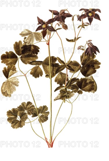 Alpine Columbine, Aquilegia alpina, Ranunculaceae, Illustration by Francesco Peyrolery, watercolour, 1765, Historical, digitally restored reproduction from a 19th century original, Record date not stated