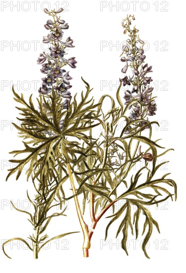 Candle larkspur, Delphinium elatum, Ranunculaceae, Illustration by Francesco Peyrolery, watercolour, 1765, Historical, digitally restored reproduction from a 19th century original, Record date not stated