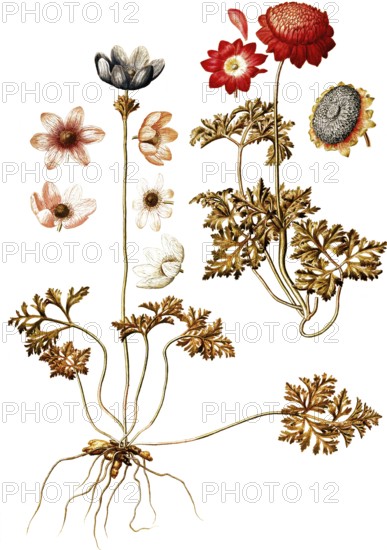 Peacock Anemone, Wind flower, Anemone pavonina, Ranunculaceae, Illustration by Francesco Peyrolery, watercolour, 1753, Historical, digitally restored reproduction from a 19th century original, Record date not stated