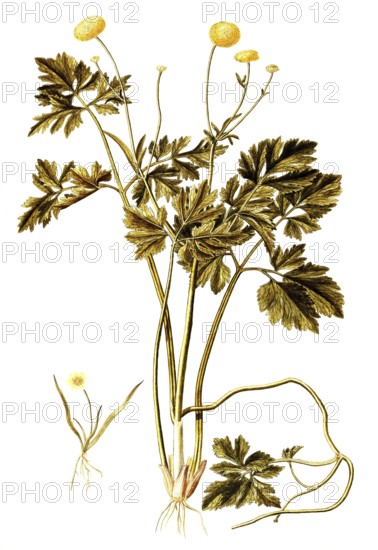 Ranunculus repens, Double Creeping Buttercup, Ranunculus repens pleniflorus, Illustration by Francesco Peyrolery, watercolour, 1765, Historical, digitally restored reproduction from a 19th century original, Record date not stated