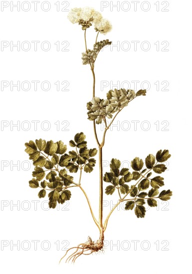 Greater meadow-rue, Columbine Meadow Rue, Thalictrum aquilegifolium, Ranunculaceae, Illustration by Francesco Peyrolery, watercolour, 1765, Historic, digitally restored reproduction from a 19th century original, Record date not stated