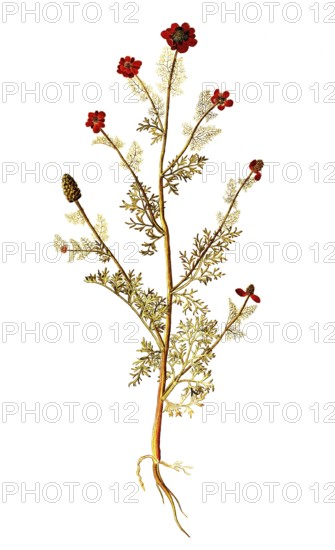 Autumn Adonis, Pheasant's eye, Adonis annua, Ranunculaceae, Illustration by Francesco Peyrolery, watercolour, 1753, Historical, digitally restored reproduction from a 19th century original, Record date not stated