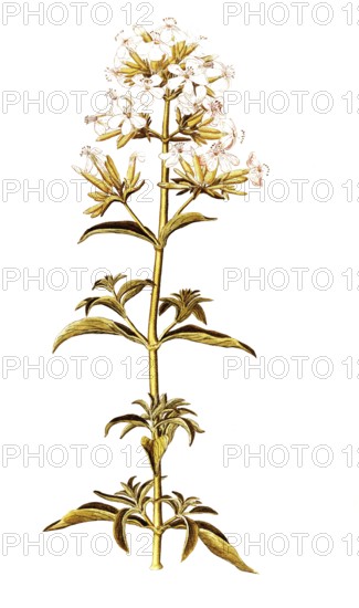 Soap Root, Soapwort or Bouncing Bet, Saponaria officinalis, Caryophyllaceae, Illustration by Francesco Peyrolery, watercolour, 1753, Historical, digitally restored reproduction from a 19th century original, Record date not stated