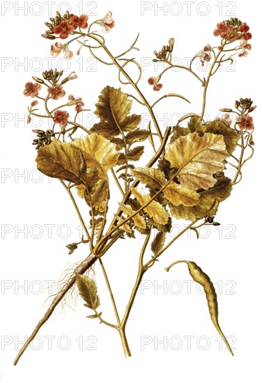 Field Radish, Wild Radish or Jointed Charlock, Raphanus raphanistrum, Cruciferae, Illustration by Giovanni Antonio Bottione, watercolour, 1770-1781, Historical, digitally restored reproduction from a 19th century original, Record date not stated