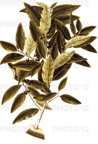 Bay Laurel, Laurus nobilis, Lauraceae, Illustration by Giovanni Antonio Bottione, watercolour, 1770-1781, Historical, digitally restored reproduction from a 19th century original, Record date not stated