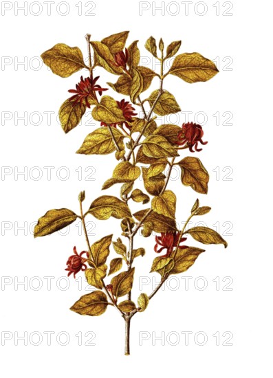 Carolina sweetshrub, Sweetshrub, Sweet Betsy, Calycanthus floridus, Calycanthaceae, Illustration by Angela Rossi Bottione, watercolour, 1802-1806, Historical, digitally restored reproduction from a 19th century original, Record date not stated