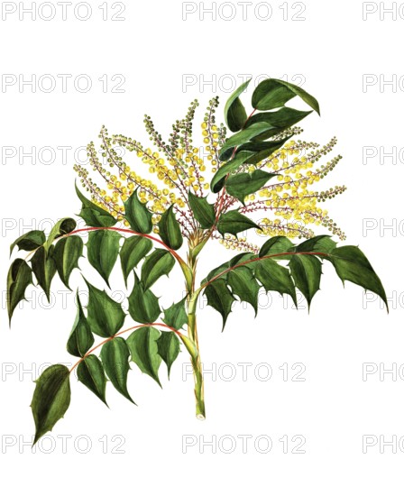 Japanese holly-grape, Japanese Mahonia, Mahonia japonica, Berberidaceae, Illustration by Maddalena Lisa Mussino, watercolour, 1858, Historical, digitally restored reproduction from a 19th century original, Record date not stated