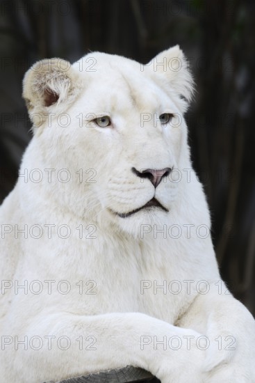 White lion (Panthera leo), female, portrait, captive