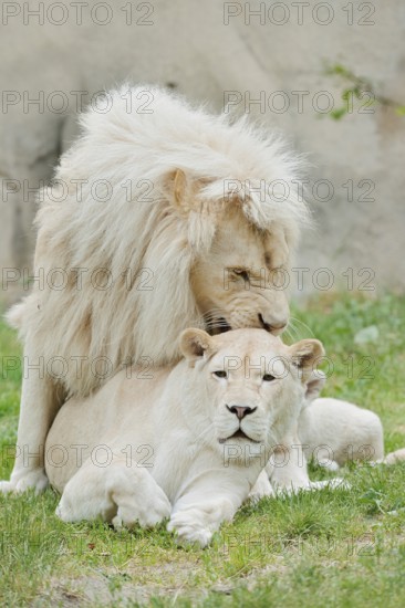 White lion (Panthera leo), pair copulating, captive