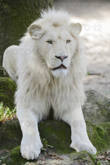 White lion (Panthera leo), male, captive