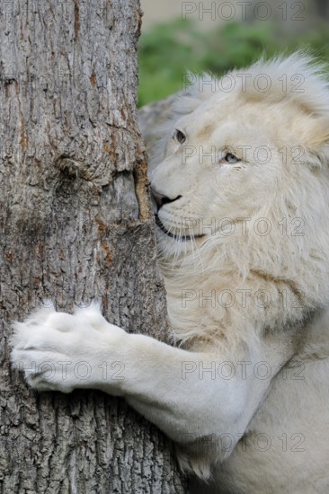 White lion (Panthera leo), male, captive, occurring in Africa