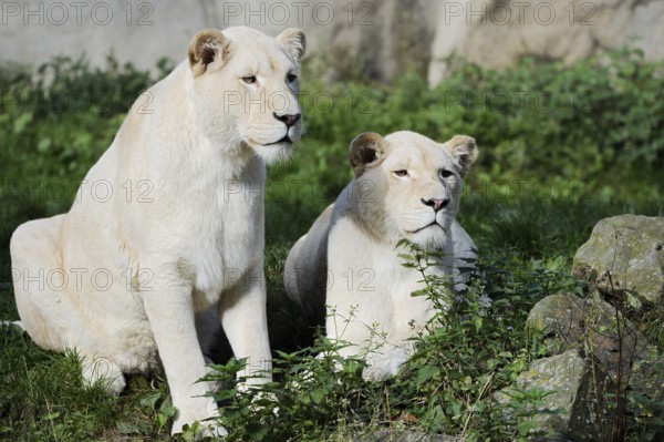White lion (Panthera leo), two females, captive, occurring in Africa