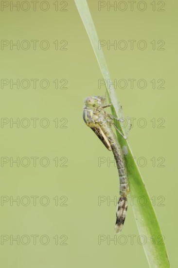 Willow Emerald Damselfly (Chalcolestes viridis) hatching, hatching, larva, dragonfly larva, North Rhine-Westphalia, Germany