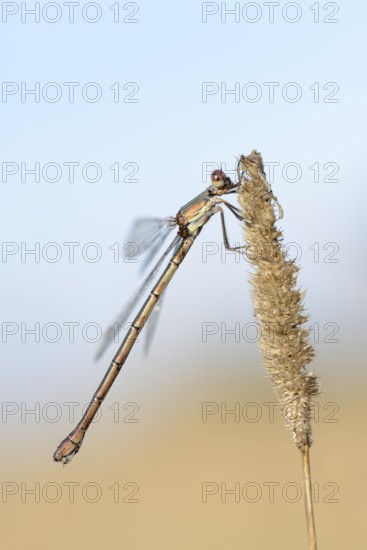 Willow Emerald Damselfly (Chalcolestes viridis), female, North Rhine-Westphalia, Germany