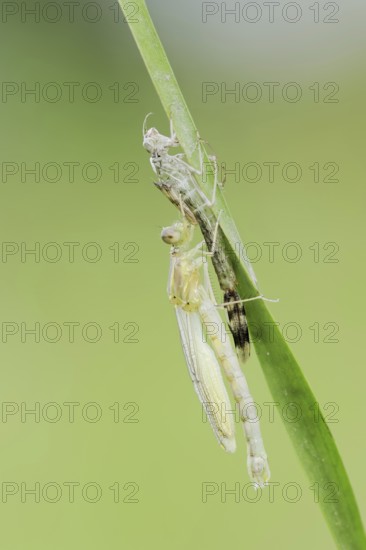 Willow Emerald Damselfly (Chalcolestes viridis) freshly hatched dragonfly hanging from its exuvia, North Rhine-Westphalia, Germany