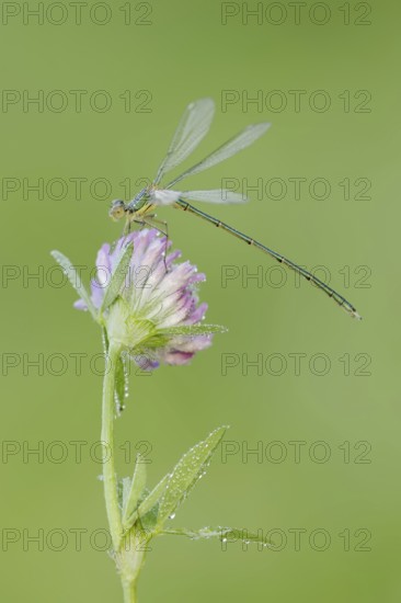 Willow Emerald Damselfly (Chalcolestes viridis), male on flower of meadow clover (Trifolium pratense), North Rhine-Westphalia, Germany
