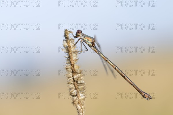 Willow Emerald Damselfly (Chalcolestes viridis), female, North Rhine-Westphalia, Germany