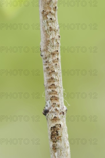Willow Emerald Damselfly (Chalcolestes viridis), branch with eggs from which the larvae have hatched, North Rhine-Westphalia, Germany