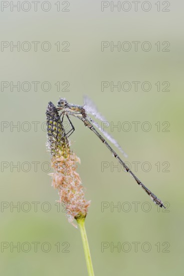 Willow Emerald Damselfly (Chalcolestes viridis), male, North Rhine-Westphalia, Germany