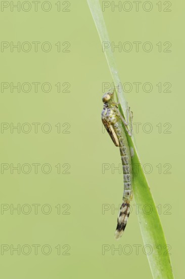Willow Emerald Damselfly (Chalcolestes viridis), larva shortly in front of hatching, North Rhine-Westphalia, Germany