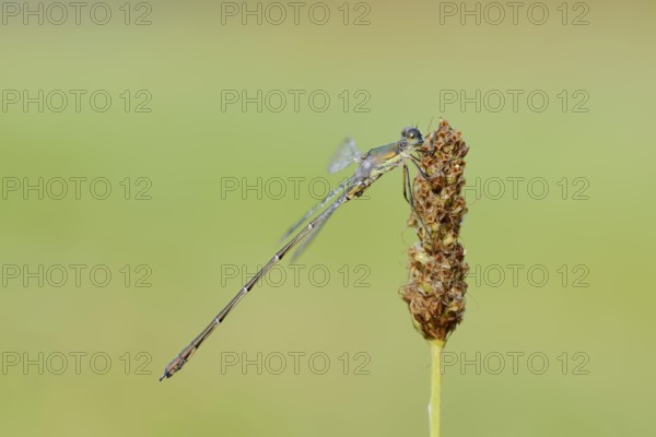 Willow Emerald Damselfly (Chalcolestes viridis), male, North Rhine-Westphalia, Germany