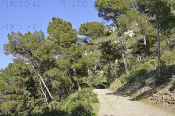 Hiking trail at Cap des Pinar, Majorca, Balearic Islands, Spain