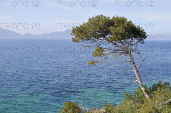 Aleppo pine (Pinus halepensis) on the coast, Platja S'Illot, Majorca, Balearic Islands, Spain