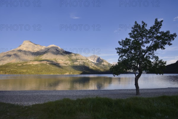 Upper Waterton Lake and mountains in the evening light, Waterton Lakes National Park, Alberta, Canada