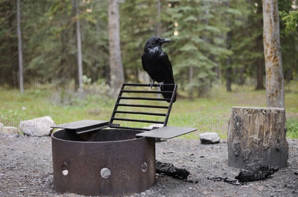 Common raven (Corvus corax) sitting by a fire pit at a campsite, Banff National Park, Alberta, Canada