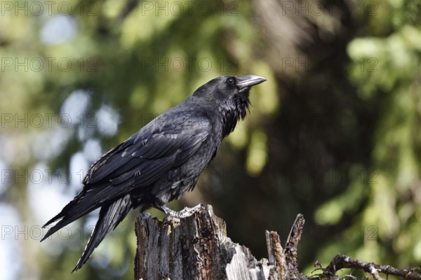 Common Raven (Corvus corax), Banff National Park, Alberta, Canada