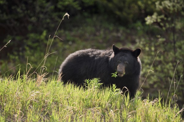 American Black Bear (Ursus americanus) eating plants in spring, Banff National Park, Alberta, Canada