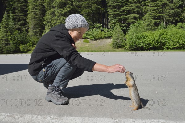 Woman feeding a Columbia gopher (Urocitellus columbianus, Spermophilus columbianus) in a car park, British Columbia, Canada