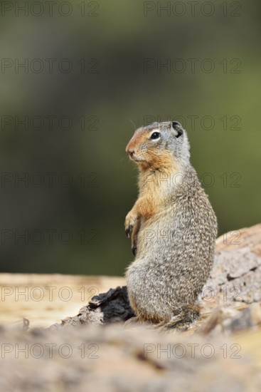 Columbia ground squirrel (Urocitellus columbianus, Spermophilus columbianus), Banff National Park, Alberta, Canada