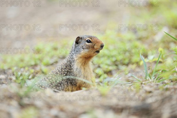 Columbia ground squirrel (Urocitellus columbianus, Spermophilus columbianus) looking out of its burrow, Banff National Park, Alberta, Canada