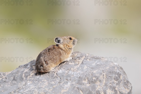 American pika (Ochotona princeps) sitting on a rock, Jasper National Park, Alberta, Canada