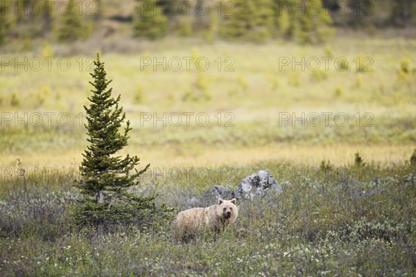Grizzly bear (Ursus arctos horribilis), Banff National Park, Alberta, Canada