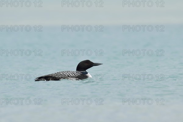 Common loon (Gavia immer), Banff National Park, Alberta, Canada
