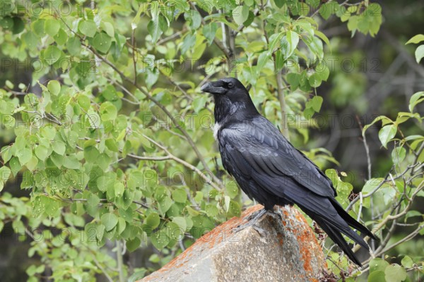 Raven (Corvus corax) sitting on a rock, Banff National Park, Alberta, Canada