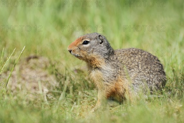 Columbia ground squirrel (Urocitellus columbianus, Spermophilus columbianus), British Columbia, Canada