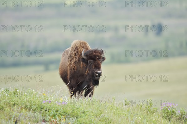 American Bison (Bos bison), female, Alberta, Canada