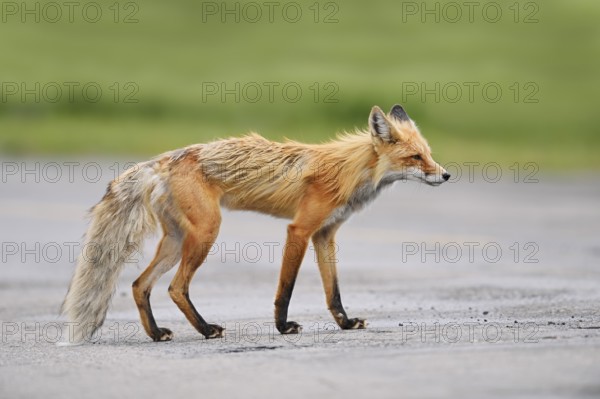 Red fox (Vulpes vulpes), Waterton Lakes National Park, Alberta, Canada
