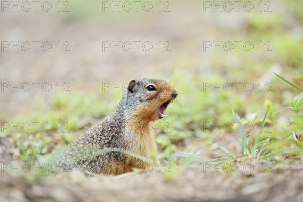 Columbia ground squirrel (Urocitellus columbianus, Spermophilus columbianus) looks out of its burrow and calls, Banff National Park, Alberta, Canada